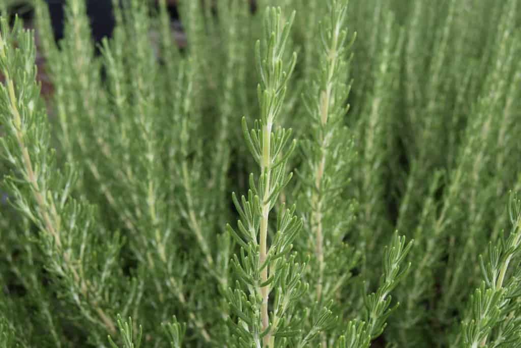 Rosmarinus officinalis 'Majorca Pink' 20-30 cm